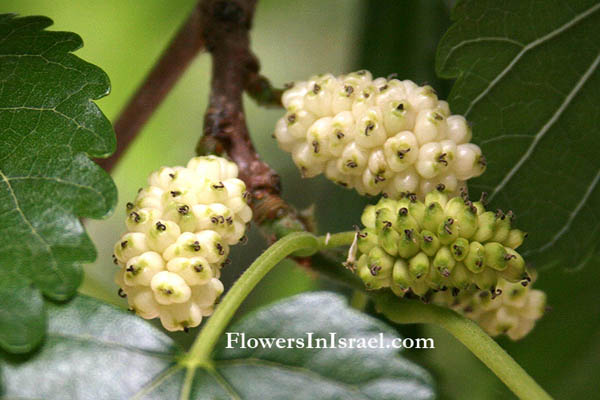 Morus alba, White Mulberry, תות-עץ ,التُّوتُ