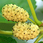 Morus alba, Israel, green wildflowers