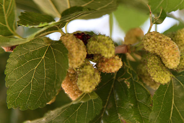 Morus nigra, Black Mulberry,Sycamine, שחור תות, توت أسود