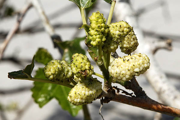 Morus nigra, Black Mulberry,Sycamine, שחור תות, توت أسود 