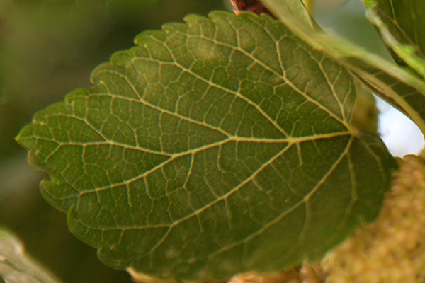 Morus nigra, Black Mulberry,Sycamine, שחור תות, توت أسود 