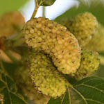 Morus nigra, Black Mulberry,Sycamine, توت أسود ,תות שחור Israel, green wildflowers
