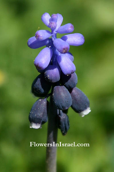 Flora of Israel, wildflowers and native plants