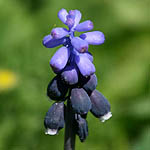 Muscari commutatum, Israel, Flowers, Native Plants