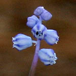 Muscari parviflorum, Israel, Flowers, Native Plants