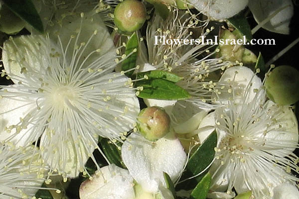 Myrtus communis, Common Myrtle, ريحان, Rayhan, הדס מצוי 