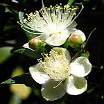 Myrtus communis, Flora, Israel, wild flowers