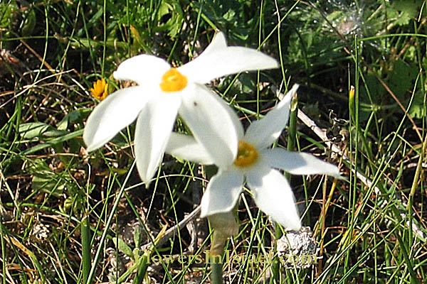 Narcissus serotinus, Late Narcissus, נרקיס אפיל, النرجس المتأخر 