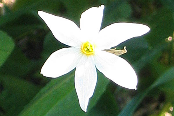 Narcissus serotinus,Late Narcissus,נרקיס אפיל 