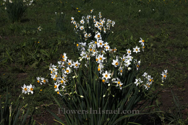 Flowers in the Holy Land, Israel wildflowers