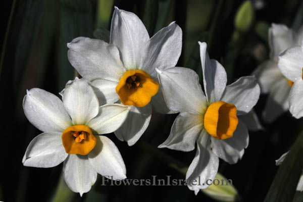 Narcissus tazetta, Bunchflower daffodil, Polyanthus narcissus, נרקיס מצוי,  نرجس 