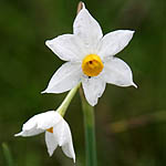 Narcissus tazetta, Flora, Israel, wild flowers