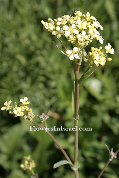 Nasturtium officinale, True Water-Cress, גרגיר הנחלים