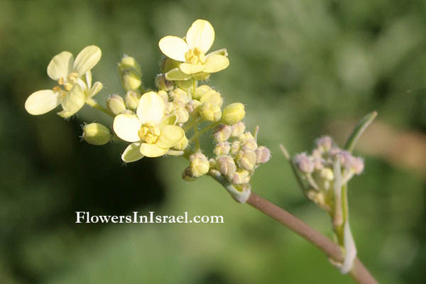 Nasturtium officinale, True Water-Cress, גרגיר הנחלים