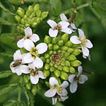 Nasturtium officinale, Israel, Flowers, Native Plants