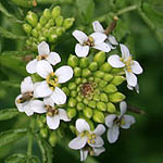 Nasturtium officinale, Flora, Israel, wild flowers