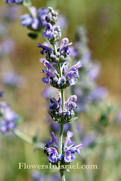  Nepeta curviflora, Syrian Catnip, נפית כפופה