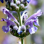 Nepeta curviflora, Israel wildflowers, Dark Blue Flowers