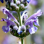 Nepeta curviflora, Israel, Flowers, Native Plants