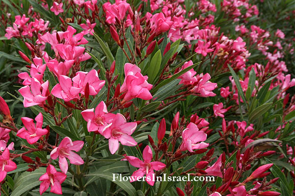 Flora of Israel, Nerium oleander, Oleander, دفلى, Diflà, הרדוף הנחלים