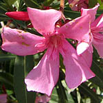 Nerium oleander, Israel, Pink Flora, Wildflowers