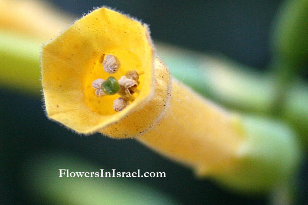 Flora of Israel, Bloemen in Israel