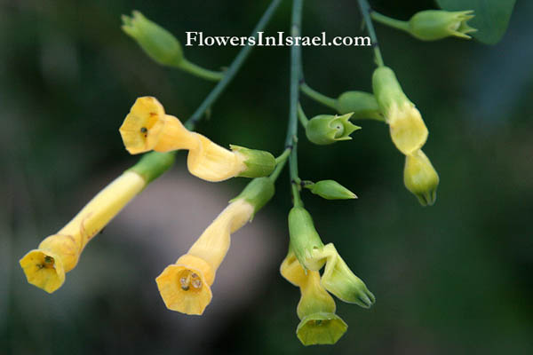 Nicotiana glauca, Tree tobacco, טבק השיח