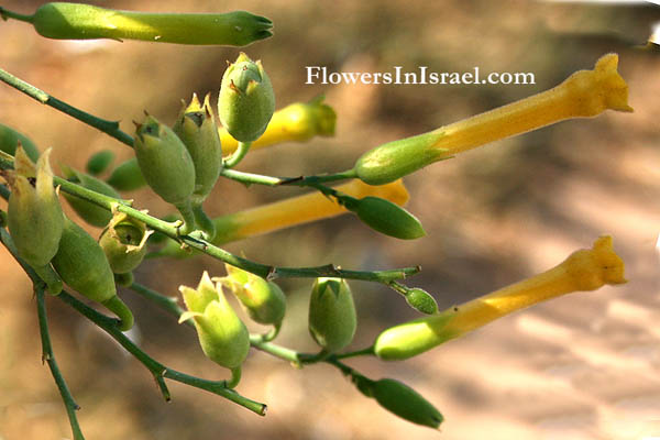 Nicotiana glauca, Tobacco Tree, טבק השיח