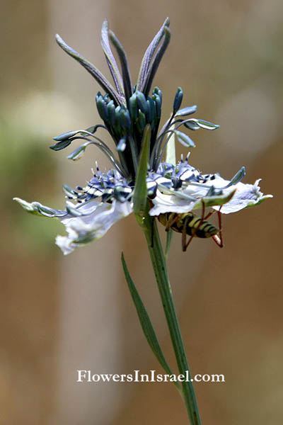 Nigella arvensis, Love-in-a-mist, קצח השדה