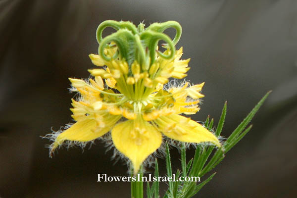 Flowers of the Bible, biblical plants, bloemen in Israel, Bloemen in de Bijbel