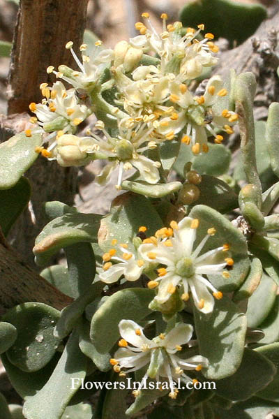 Nitraria retusa, Nitraria tridentata, Salt tree, ימלוח פגום ,دقرغ/قدرغ