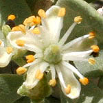 Nitraria retusa, Israel, Flowers, Native Plants