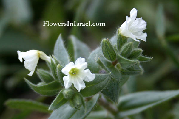 Nonea echioides, Nonea ventricosa, Monkswort, נוניאה כרסנית