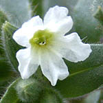 Nonea echioides, Flora, Israel, wild flowers