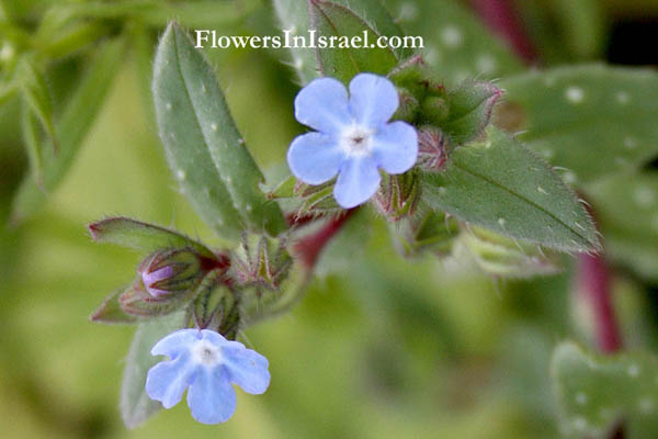 Nonea obtusifolia, Blunt Nonea, נוניאה קהה