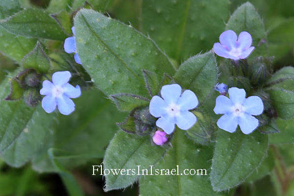 http://www.flowersinisrael.com/Flowgallery/Nonea_obtusifolia_flower2.jpg