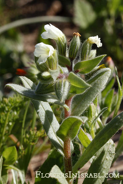 Nonea philistaea, Philistine Monkswort, נוניאה פלשתי