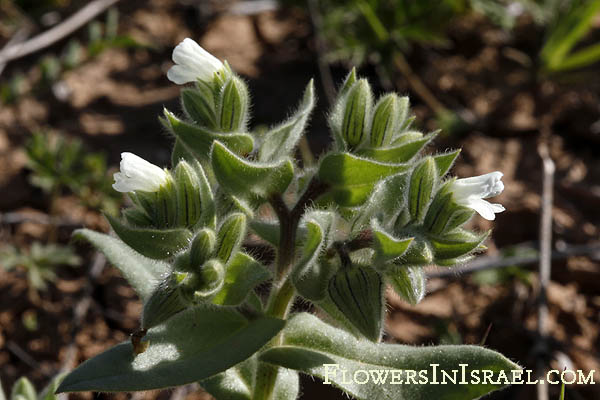 Vilda blommor i Israel