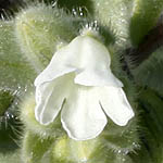 Nonea philistaea, Philistine Monkswort, נוניאה פלשתי, Israel Wildflowers, cream flowers