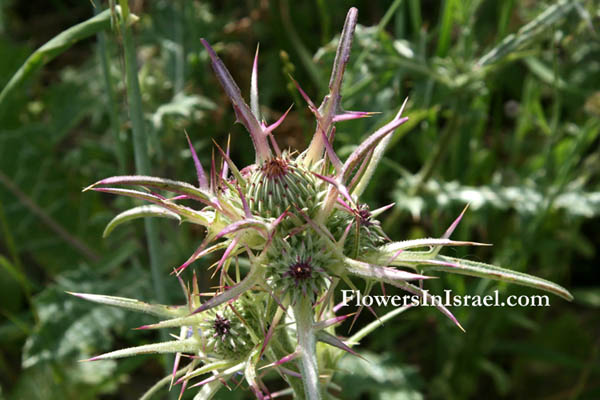 Israel wildflowers, send flowers online