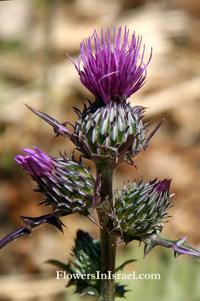 Notobasis syriaca, Cirsium syriacum, Cnicus syriacus, Syrian Thistle, ברקן סורי