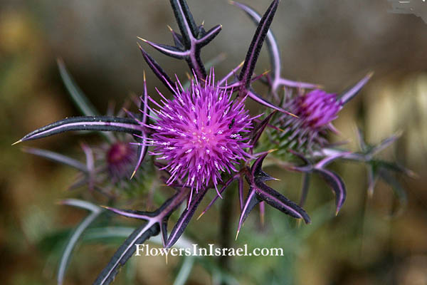 Notobasis syriaca, Cirsium syriacum, Cnicus syriacus, Syrian Thistle, ברקן סורי