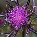 Notobasis syriaca, Israel, wild purple flowers