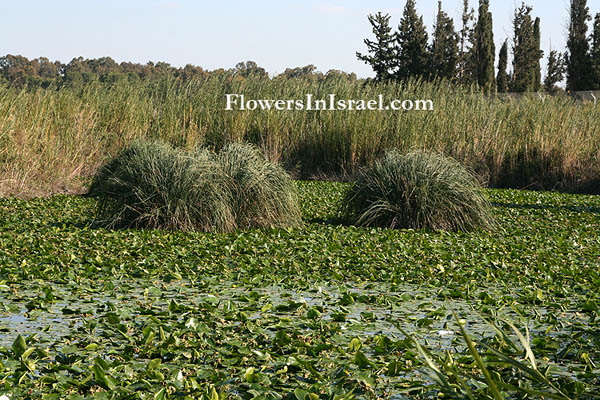 Blumen im Lande Israel