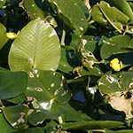 Nuphar lutea, Yellow Pond-lily,
Hebrew: נופר צהוב 