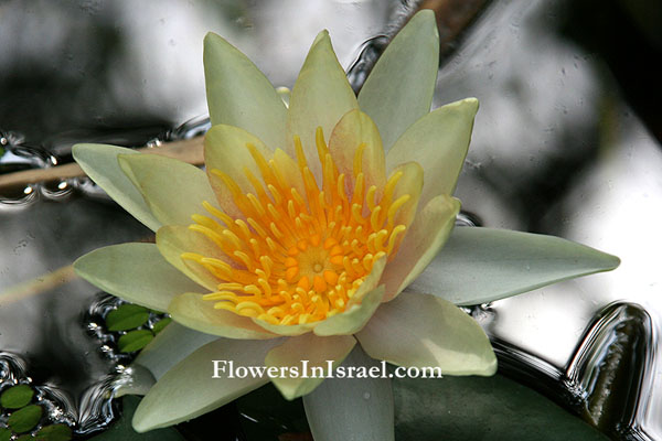 Nymphaea alba, White Water-Lily, נימפאה לבנה , زنبق الماء