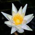 Nymphaea, Israel, Pink Flora, Wildflowers