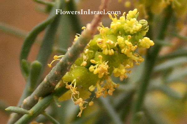 Ochradenus baccatus, Taily Weed, ריכפתן מדברי