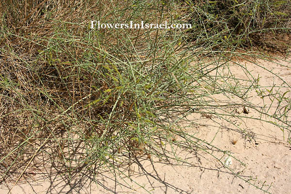 Flowers in Israel, send flowers