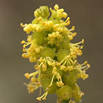 Ochradenus baccatus, Israel, Flora, Wildflowers, Plants